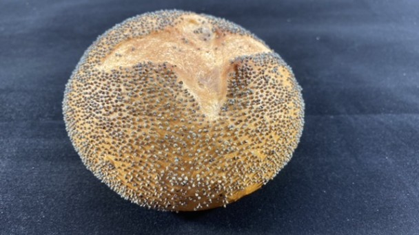 Harde witte bol Maanzaad