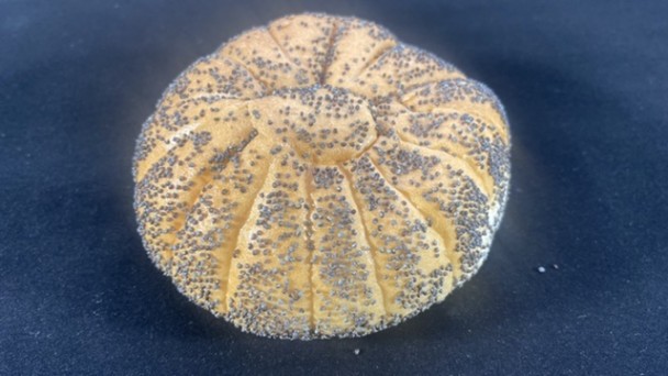 WIT BOLLETJE tarwebroodje met maanzaad